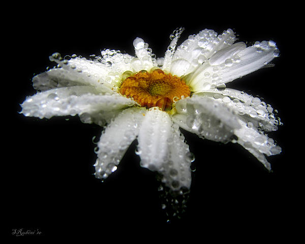 Daisy Study No. 3 Photograph