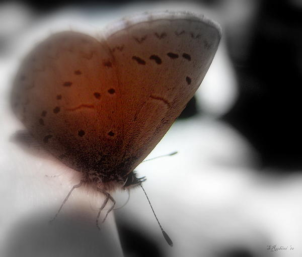 Free Photograph