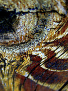 Poster / Fine Art Print Poster / Fine Art Print